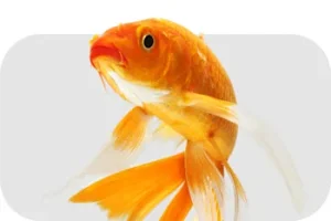 ImagePlaceholder__2_