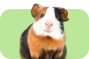 ImagePlaceholder__4_