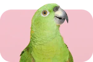 PetSelector_Bird