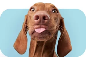 PetSelector_Dog__2_